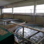 © Norbert Halverkamps